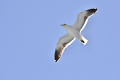 Des Fulmars argentés (Fulmars antarctiques ou australs) accompagnent le navire - MS Midnatsol - HURTIGRUTEN