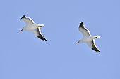 Des Fulmars argentés (Fulmars antarctiques ou australs) accompagnent le navire - MS Midnatsol - HURTIGRUTEN