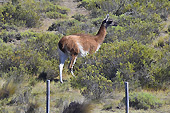 Lama Guanacos (Lama Guanicoe) - Puerto Madryn - Péninsule Valdés - ARGENTINE