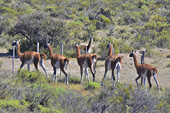 Troupeau de lamas Guanacos (Lama Guanicoe) - Puerto Madryn - Péninsule Valdés - ARGENTINE