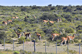Troupeau de lamas Guanacos (Lama Guanicoe) - Puerto Madryn - Péninsule Valdés - ARGENTINE