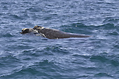 Baleine franche australe (Eubalaena australis) - Puerto Madryn - Péninsule Valdés - ARGENTINE