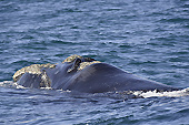 Baleine franche australe (Eubalaena australis) - Puerto Madryn - Péninsule Valdés - ARGENTINE