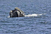 Baleine franche australe (Eubalaena australis) - Puerto Madryn - Péninsule Valdés - ARGENTINE