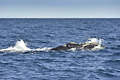 Baleine franche australe (Eubalaena australis) - Puerto Madryn - Péninsule Valdés - ARGENTINE