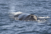 Souffle d'une baleine franche australe (Eubalaena australis) - Puerto Madryn - Péninsule Valdés - ARGENTINE