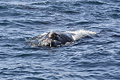 Baleine franche australe (Eubalaena australis) - Puerto Madryn - Péninsule Valdés - ARGENTINE