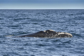 Baleine franche australe (Eubalaena australis) - Puerto Madryn - Péninsule Valdés - ARGENTINE