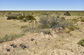 Steppe arbustive - Puerto Madryn - Péninsule Valdés - ARGENTINE