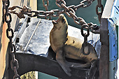 Lion de mer se reposant sur les quais - Puerto Madryn - Péninsule Valdés - ARGENTINE