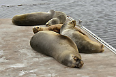 Lions de mer se reposant sur les quais - Puerto Madryn - Péninsule Valdés - ARGENTINE