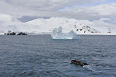 Le va et vient des embarcations polaires commence - Half Moon Island - SHETLAND DU SUD