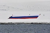 Des passagers russes déploient le plus grand drapeau russe (50 mètres sur 30 mètres) pour figurer sur le "Guinness Book" - Half Moon Island - SHETLAND DU SUD