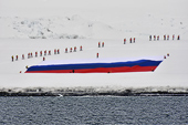 Des passagers russes déploient le plus grand drapeau russe (50 mètres sur 30 mètres) pour figurer sur le "Guinness Book" - Half Moon Island - SHETLAND DU SUD