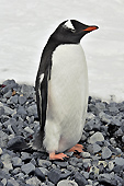Manchot Papou (Pygoscelis Papua) - Half Moon Island - SHETLAND DU SUD