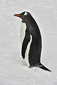 Manchot Papou (Pygoscelis Papua) - Half Moon Island - SHETLAND DU SUD