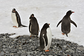 Manchots Papou (Pygoscelis Papua) - Half Moon Island - SHETLAND DU SUD