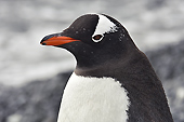 Manchot Papou (Pygoscelis Papua) - Half Moon Island - SHETLAND DU SUD
