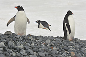 Manchots Papou (Pygoscelis Papua) - Half Moon Island - SHETLAND DU SUD