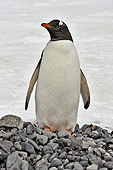 Manchot Papou (Pygoscelis Papua) - Half Moon Island - SHETLAND DU SUD