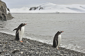 Pinguins prêts pour la baignade - Manchots Papou (Pygoscelis Papua) - Half Moon Island - SHETLAND DU SUD