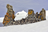 Colonie de manchots à jugulaire (Pygoscelis antarcticus) - Half Moon Island - SHETLAND DU SUD