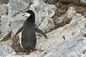 Manchot à jugulaire (Pygoscelis antarcticus) - Half Moon Island - SHETLAND DU SUD