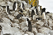 Colonie de manchots à jugulaire (Pygoscelis antarcticus) - Half Moon Island - SHETLAND DU SUD
