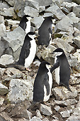 Colonie de manchots à jugulaire (Pygoscelis antarcticus) - Half Moon Island - SHETLAND DU SUD