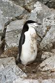 Manchot à jugulaire (Pygoscelis antarcticus) - Half Moon Island - SHETLAND DU SUD