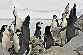 Colonie de manchots à jugulaire (Pygoscelis antarcticus) - Half Moon Island - SHETLAND DU SUD
