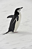 "En avant marche" - Manchot à jugulaire (Pygoscelis antarcticus) - Half Moon Island - SHETLAND DU SUD