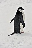 "Bon, alors, vous venez ? " - Manchot à jugulaire (Pygoscelis antarcticus) - Half Moon Island - SHETLAND DU SUD