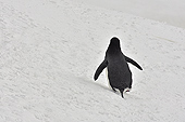 "Allez, suivez-moi sur la page suivante" - Manchot à jugulaire (Pygoscelis antarcticus) - Half Moon Island - SHETLAND DU SUD