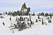 Colonie de manchots à jugulaire (Pygoscelis antarcticus) - Half Moon Island - SHETLAND DU SUD