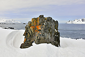 Rocher - Half Moon Island - SHETLAND DU SUD