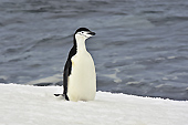 Manchot à jugulaire (Pygoscelis antarcticus) - Half Moon Island - SHETLAND DU SUD