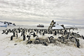 Colonie de manchots à jugulaire (Pygoscelis antarcticus) - Half Moon Island - SHETLAND DU SUD