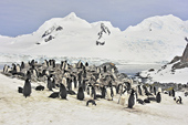 Colonie de manchots à jugulaire (Pygoscelis antarcticus) - Half Moon Island - SHETLAND DU SUD