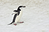 Manchot à jugulaire (Pygoscelis antarcticus) - Half Moon Island - SHETLAND DU SUD