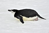 Manchot à jugulaire (Pygoscelis antarcticus) - Half Moon Island - SHETLAND DU SUD