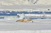 Une otarie qui dort - Orne Harbour - ANTARCTIQUE