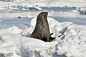 Une otarie qui se réveille - Orne Harbour - ANTARCTIQUE