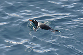Des Manchots Papou (Pygoscelis Papua) viennent nous accueillir - Whalers Bay - Deception Island - ANTARCTIQUE