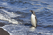Manchot Papou (Pygoscelis Papua) - Whalers Bay - Deception Island - ANTARCTIQUE
