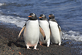 Manchots Papou (Pygoscelis Papua) - Whalers Bay - Deception Island - ANTARCTIQUE