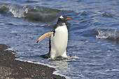 Manchot Papou (Pygoscelis Papua) - Whalers Bay - Deception Island - ANTARCTIQUE