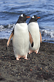 Manchots Papou (Pygoscelis Papua) - Whalers Bay - Deception Island - ANTARCTIQUE