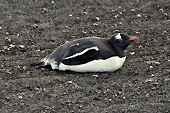 Manchot Papou (Pygoscelis Papua) - Whalers Bay - Deception Island - ANTARCTIQUE
