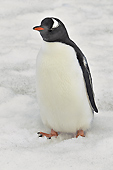 Derniers regards sur un manchot Papou (Pygoscelis Papua) - Whalers Bay - Deception Island - ANTARCTIQUE